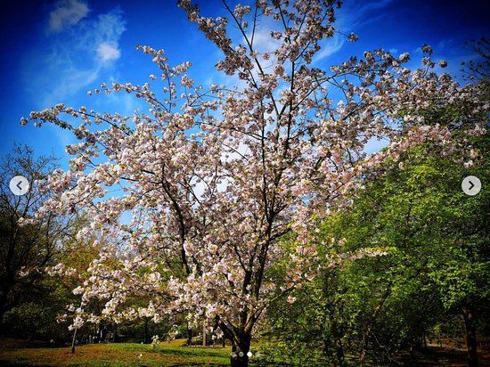 Japanse Tuin Hasselt